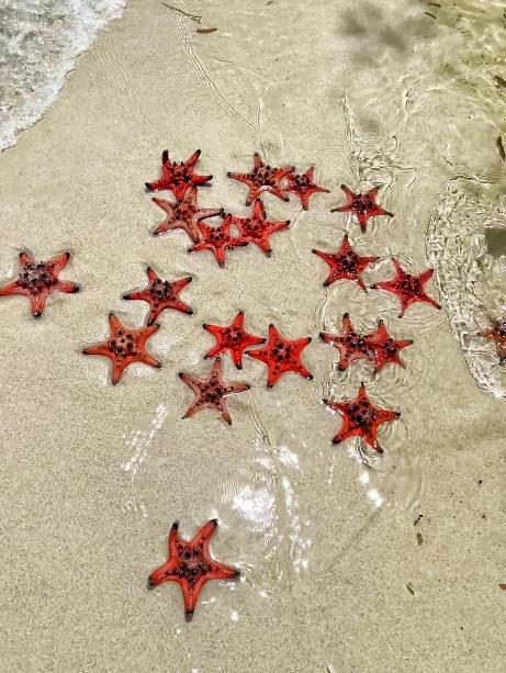 拉切姆海星村